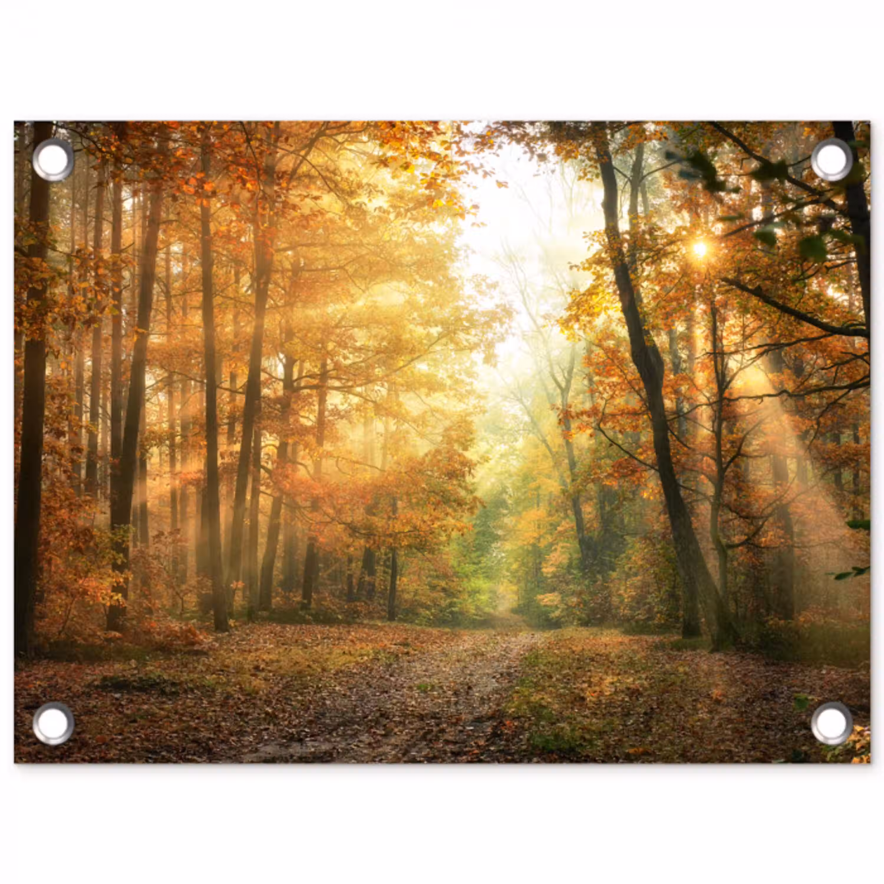 Herfstbos in gouden zonlicht tuinposter los doek klein -3d