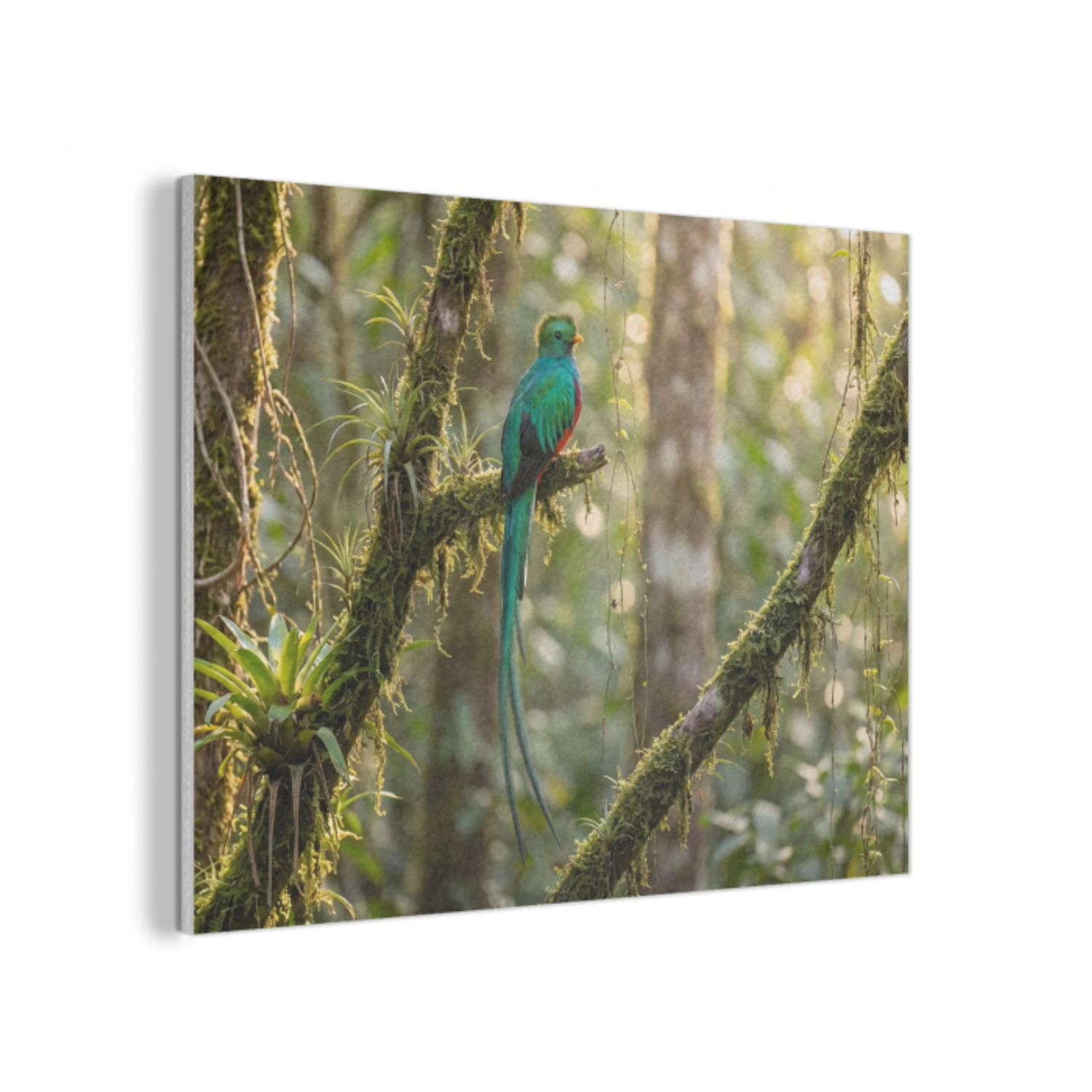 Quetzal - Jungle - Natuur - Groen PET vilt klein -3d