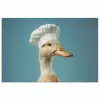 Eend - Koksmuts - Cute - Vogel poster papier klein -3d