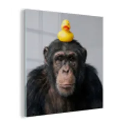 Chimpansee - Badeend - Grijs plexiglas 5mm klein -z3d