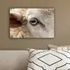 Schaap - Oog - Wit canvas 2cm klein -sfeer3