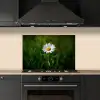 Wit - Madeliefje - Bloem - Gras keuken achterwand spatscherm klein -sfeer1