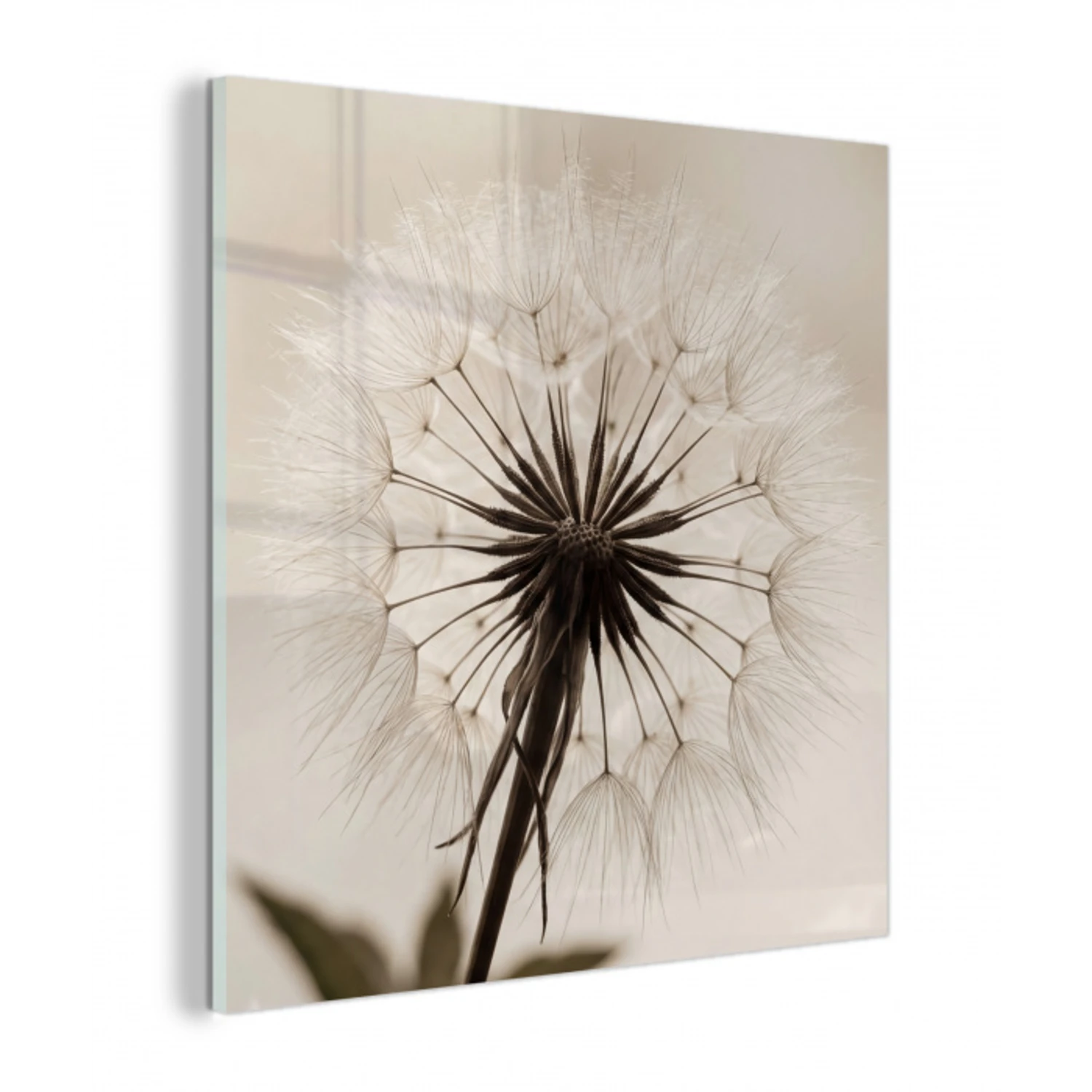 Paardenbloem - Minimalistisch - Wit plexiglas 5mm klein -z3d