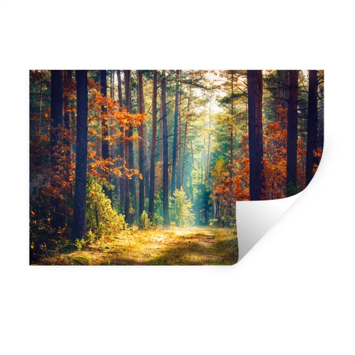 Bos - Zon - Natuur - Herfst Muursticker klein -3d