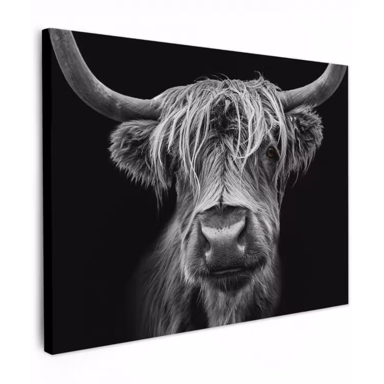 Leinwandbild - Schottischer Highlander - Hörner - Schwarz - Weiß - Kuh - Wild - Tiere