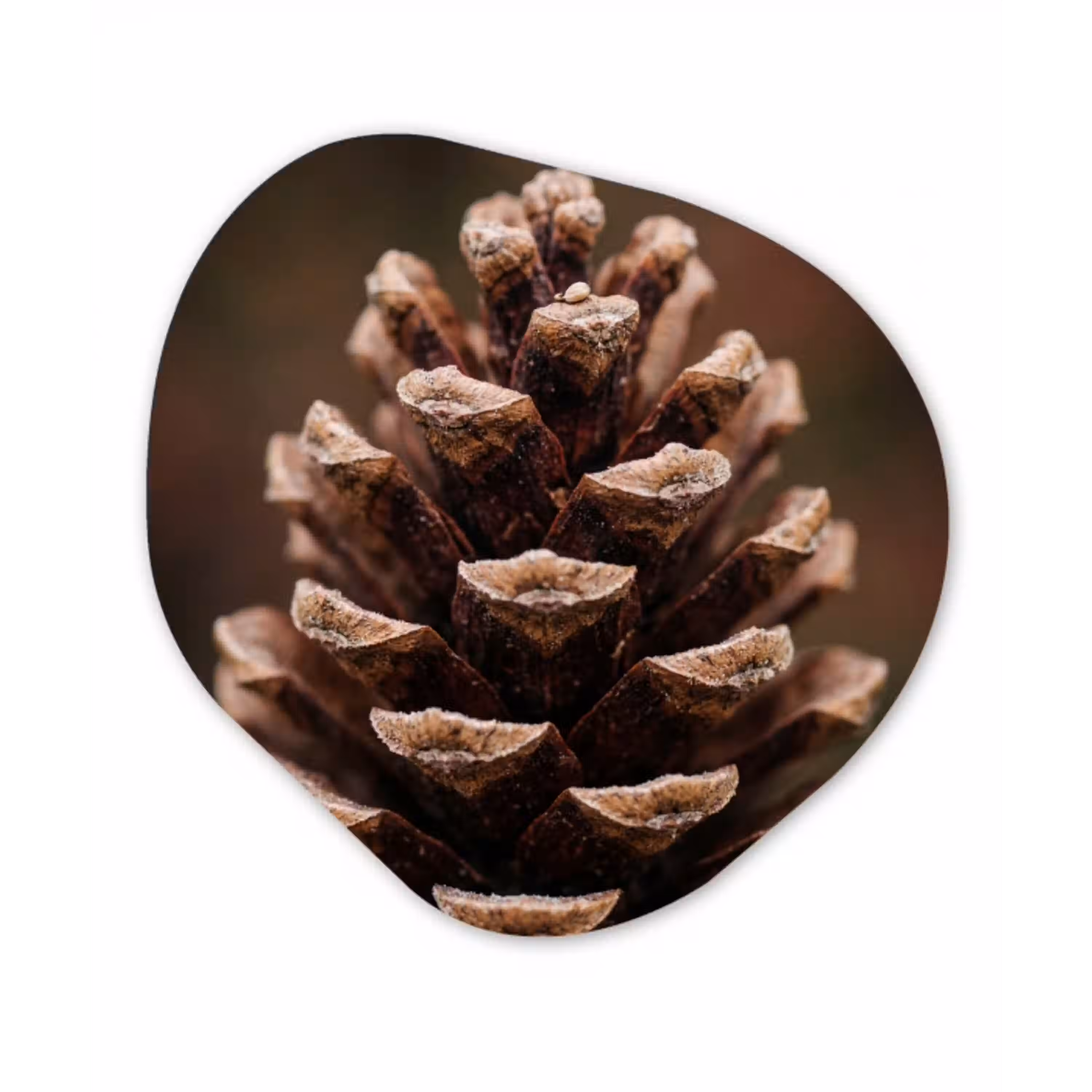Dennenappel - Bos - Herfst - Bruin - Sfeervol Wandcirkel Organisch Forex 3mm klein -3d