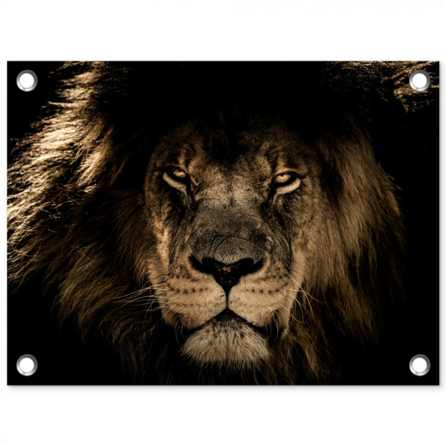 Leeuw - Dieren - Zwart - Portret tuinposter los doek klein -3d