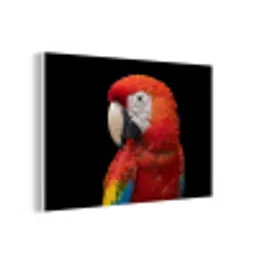 Ara - Portret - Rood forex 5mm xxl -3d