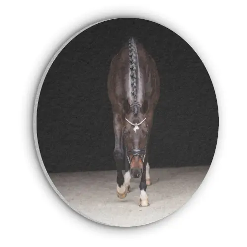 Paard - Modern - Portret Akoestische PET Vilt - Rond klein -3d