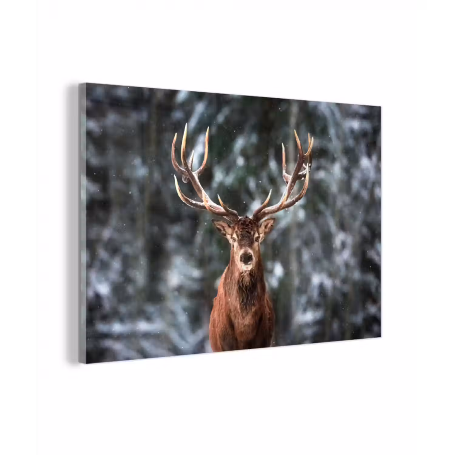 Glasbild - Rotwild - Winter - Schnee - Wald - Natur - Tier