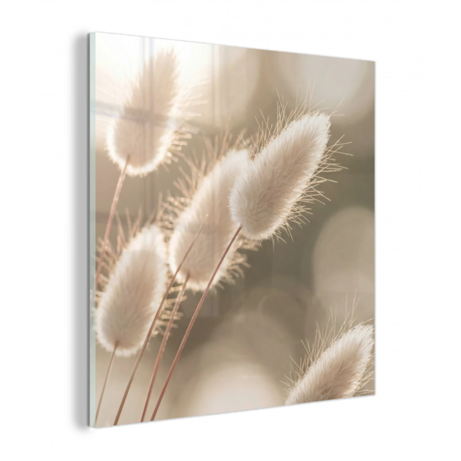 Hazestaartgras - Wit - Zonlicht plexiglas 5mm klein -z3d