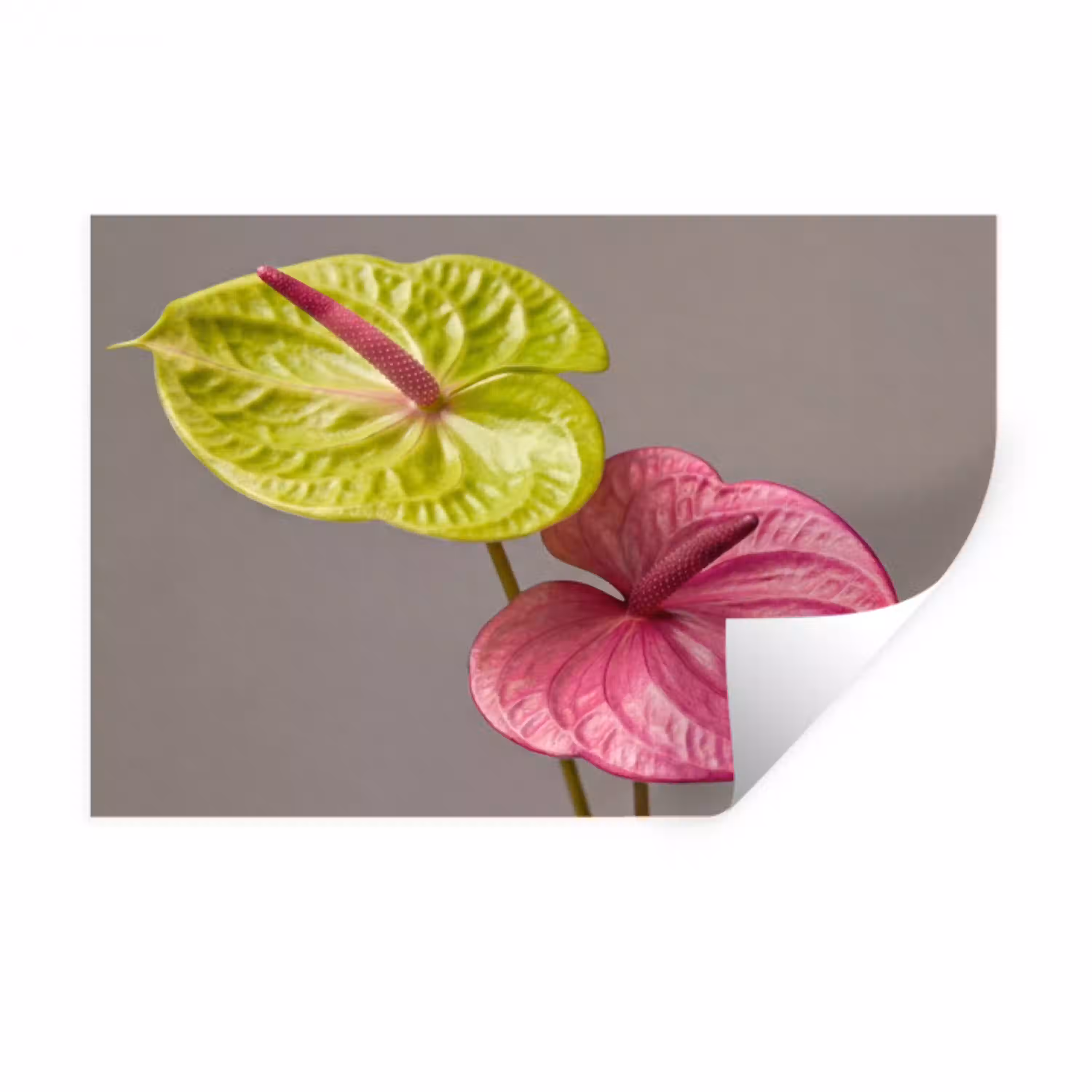 Planten - Anthurium - Groen - Roze Muursticker klein -3d