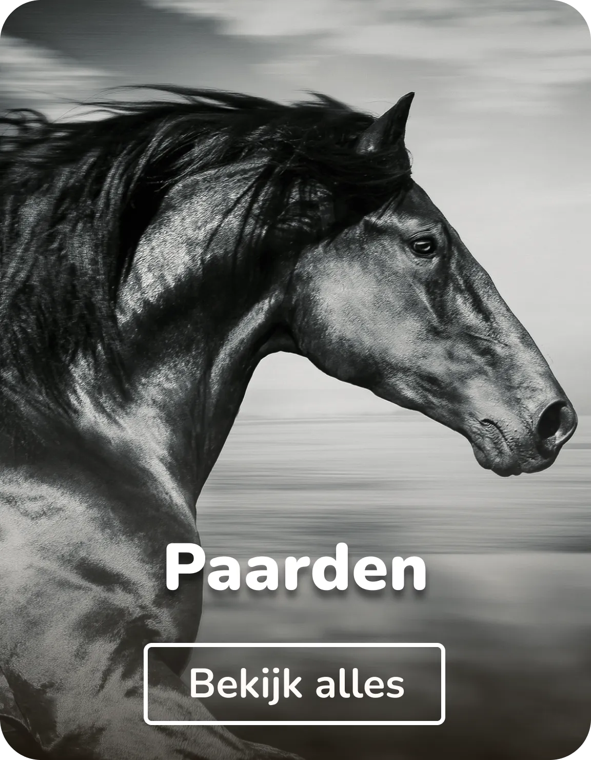 Canvas schilderijen paarden