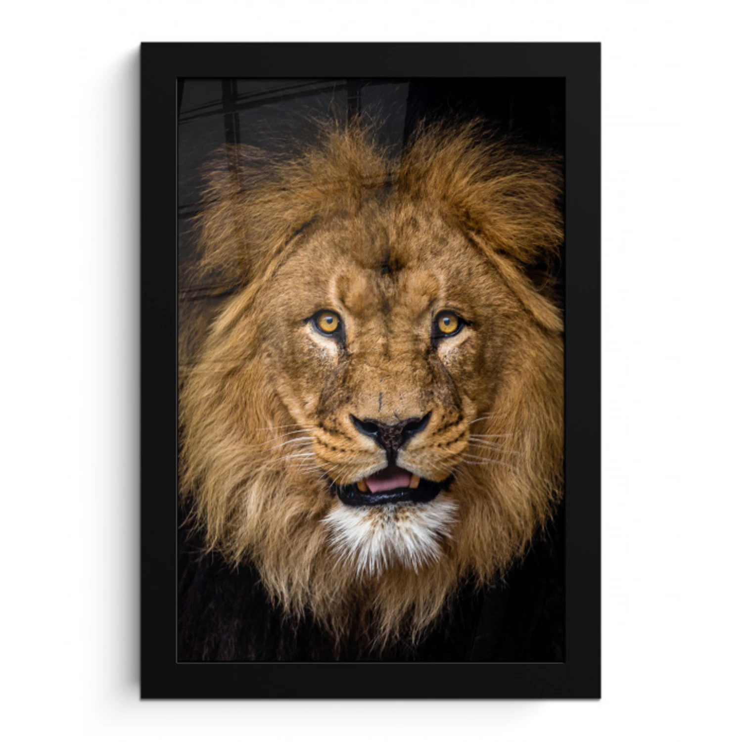 Leeuw - Portret - Zwart - Dieren fotolijst zwart zonder passe partout klein -3d