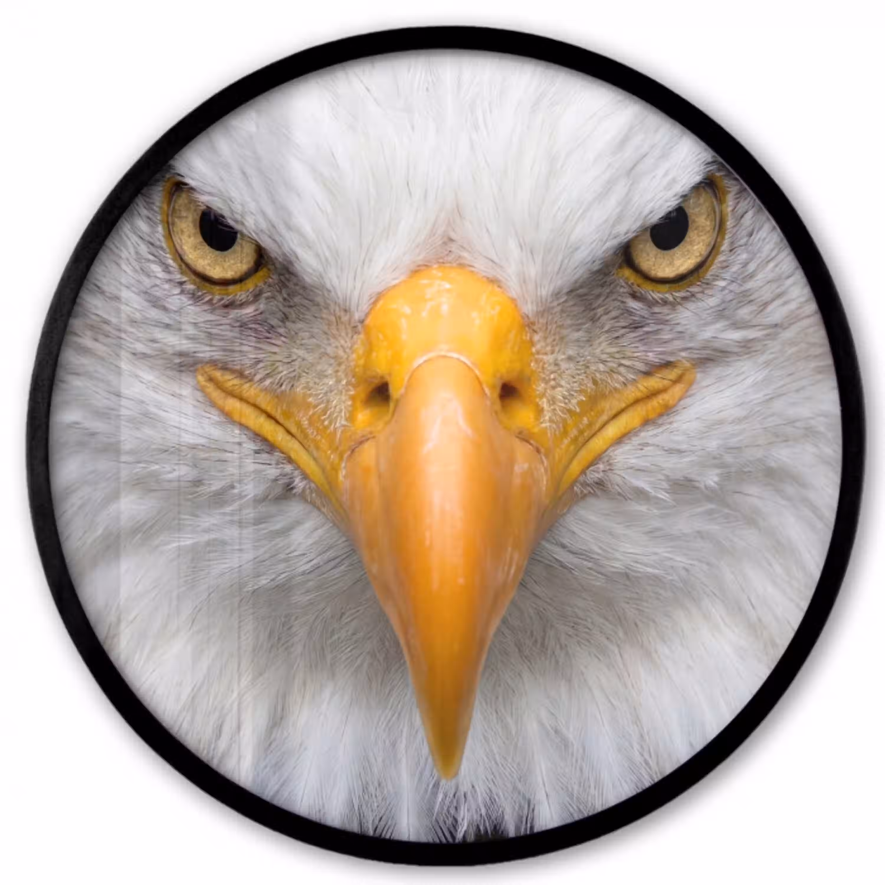 Amerikaans - Zeearend - Portret - Geel Fotolijst rond zonder passe partout klein -3d