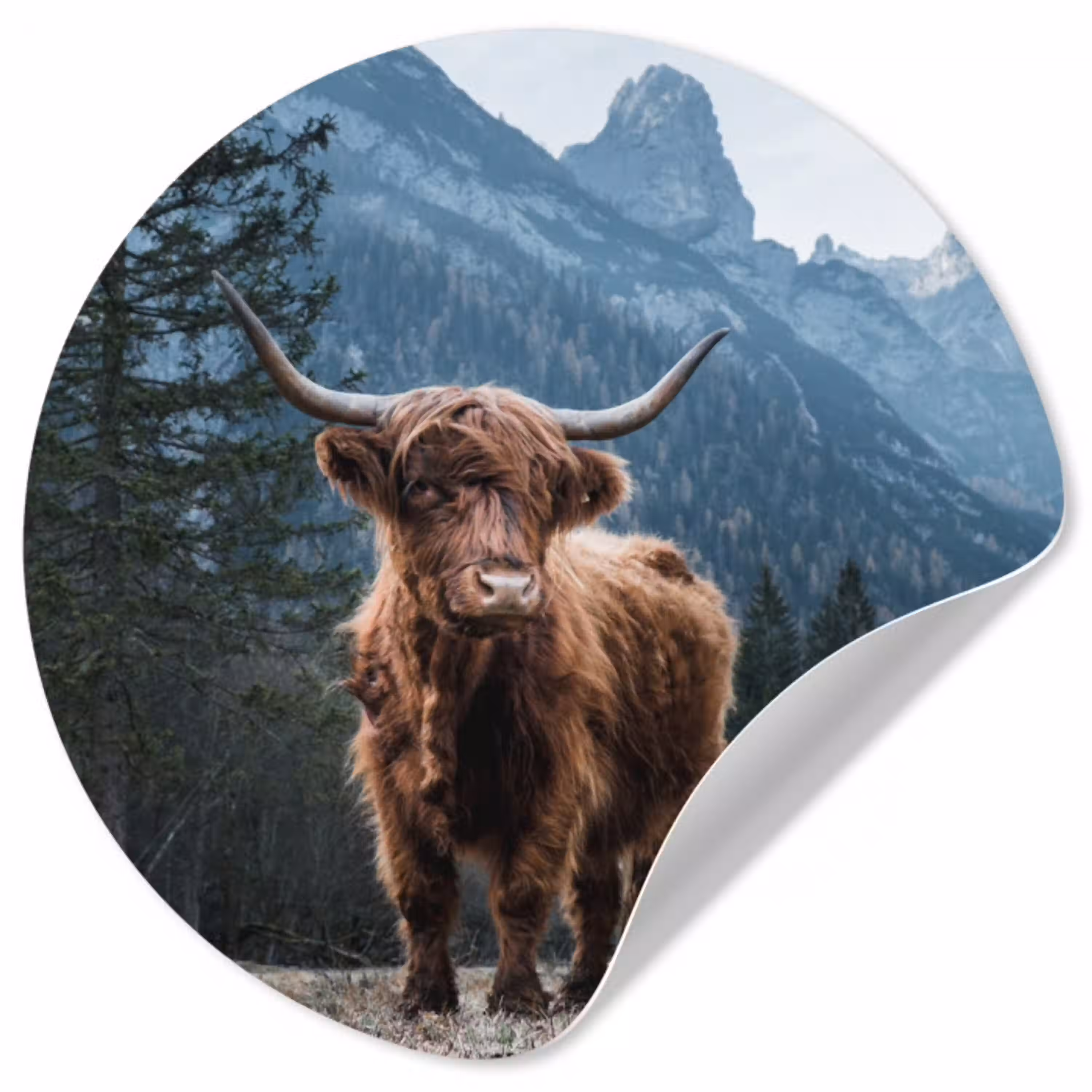 Schotse hooglander - Berg - Landschap - Bomen - Koe - Natuur Wandcirkel behangsticker klein -3d