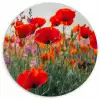 Klaproos - Bloemen - Rood - Paars - Weide Wandcirkel kunststof plaat 5mm dik klein -3d
