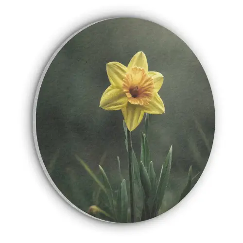 Bloem - Narcis - Gras - Geel Akoestische PET Vilt - Rond klein -3d