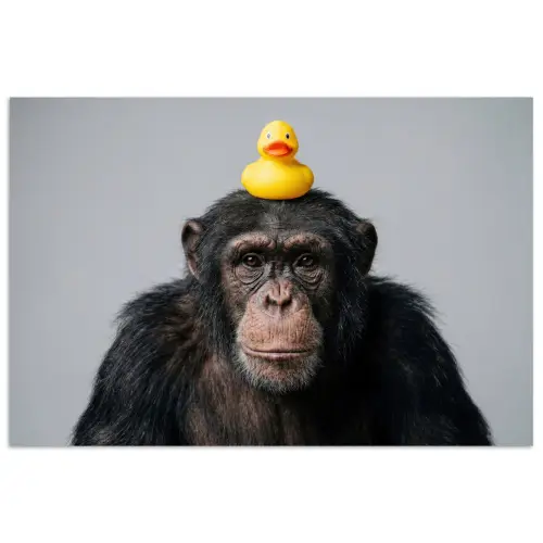 Chimpansee - Badeend - Grijs poster papier klein -3d