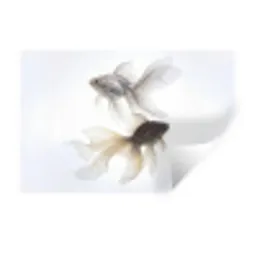 Goudvissen - Modern - Wit Muursticker klein -3d