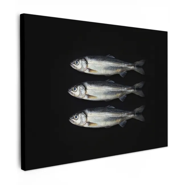Canvas Print - Herring - Fish - Black