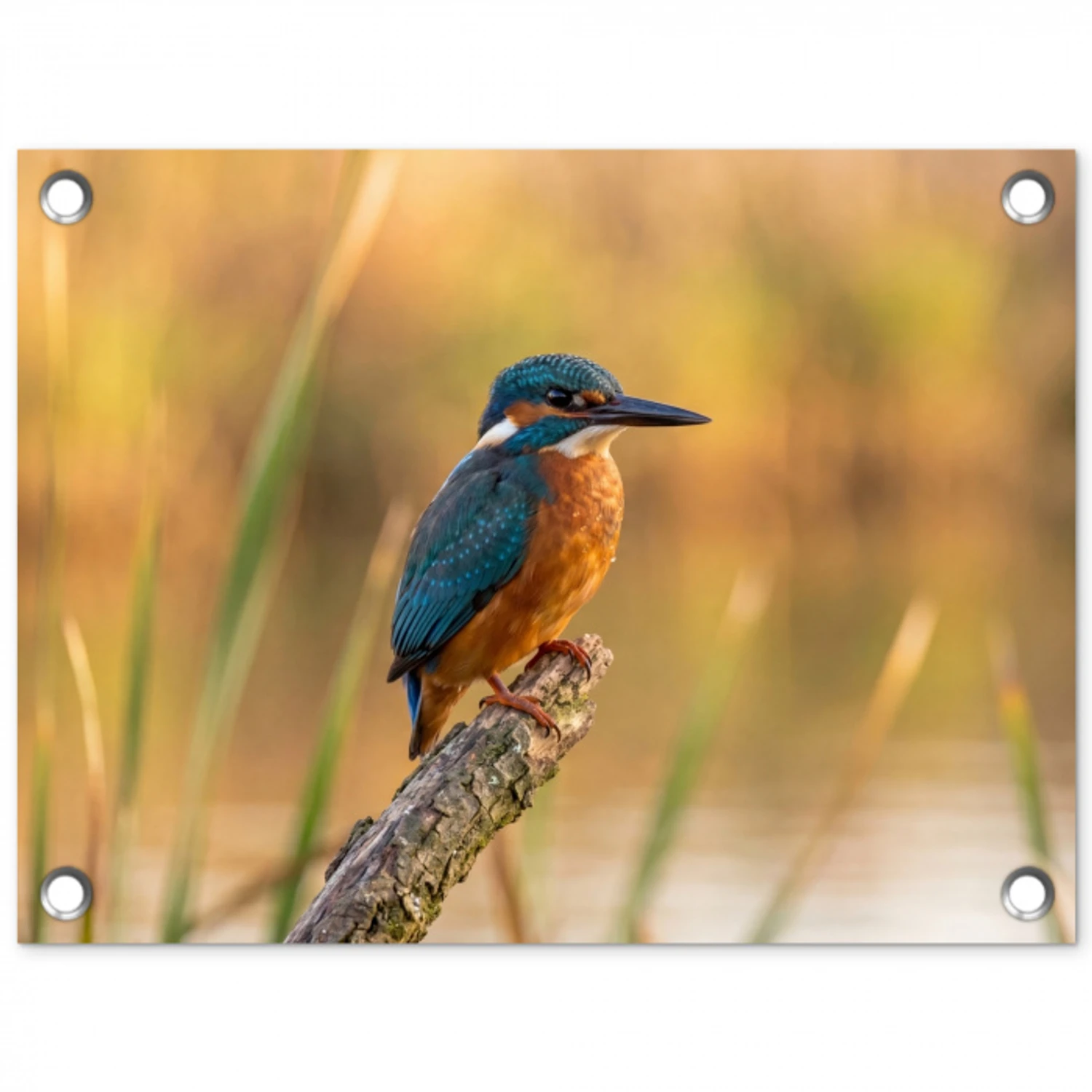 IJsvogel - Tak - Water - Kleurrijk - Levendig tuinposter los doek klein -3d