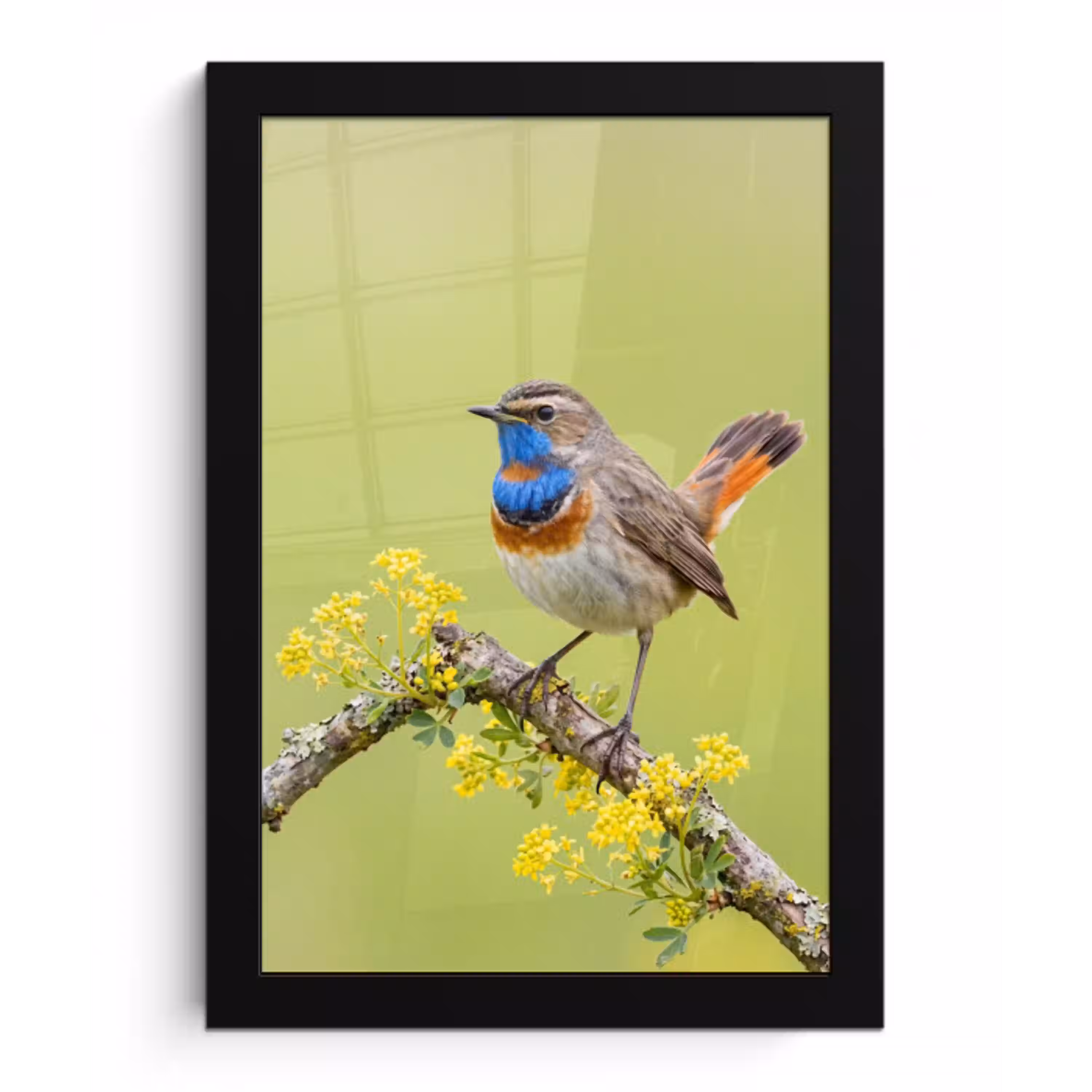 Vogel - Tak - Natuur - Kleurrijk fotolijst zwart zonder passe partout klein -3d