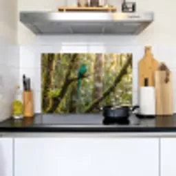 Quetzal - Jungle - Natuur - Groen Inductie beschemer met haakjes klein -sfeer2