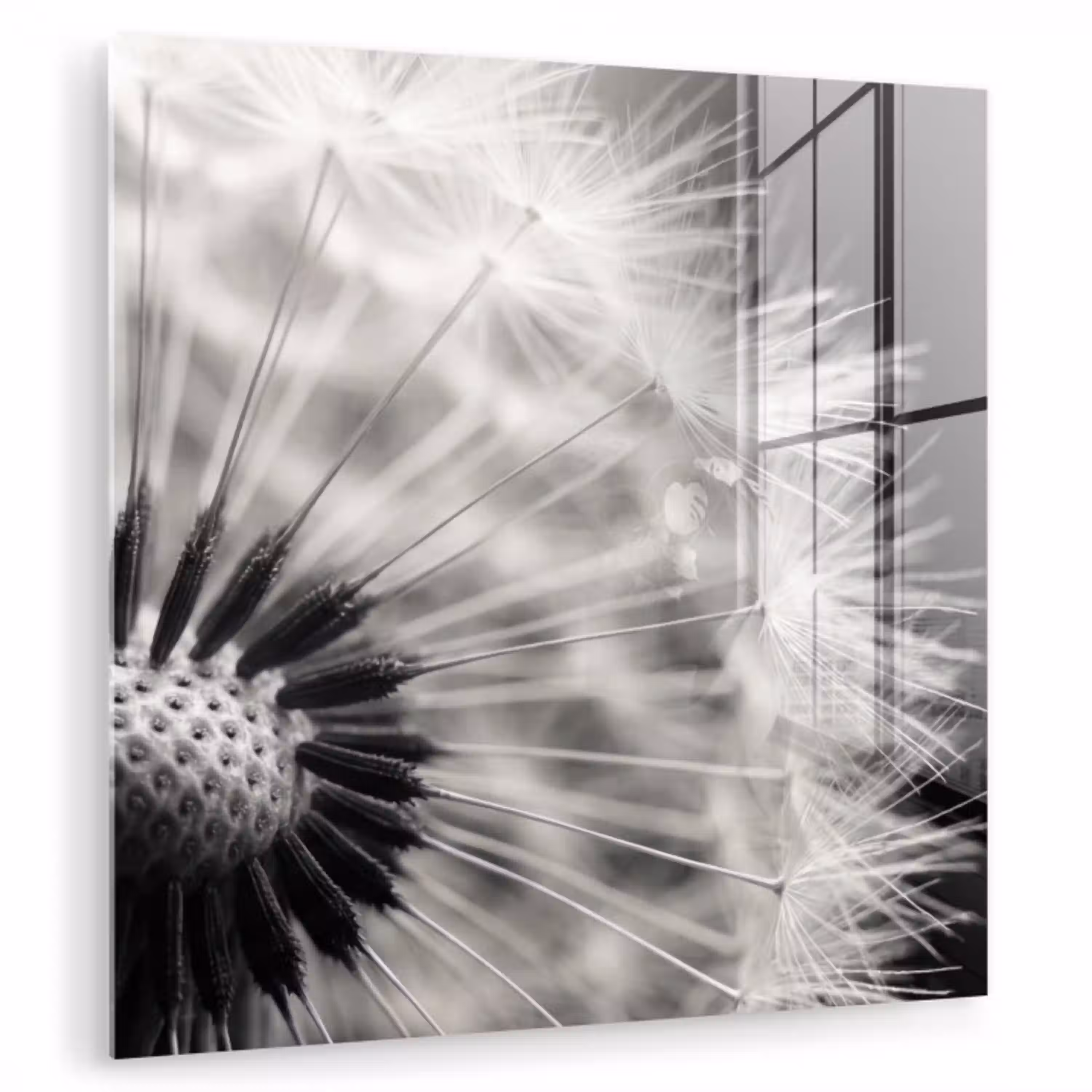 Paardenbloem - Zwart - Wit plexiglas 5mm klein -zzzproduct_nieuw