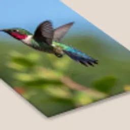 Kolibrie - Bloem - Natuur - Groen fotolijst zwart zonder passe partout klein -zsfeer6
