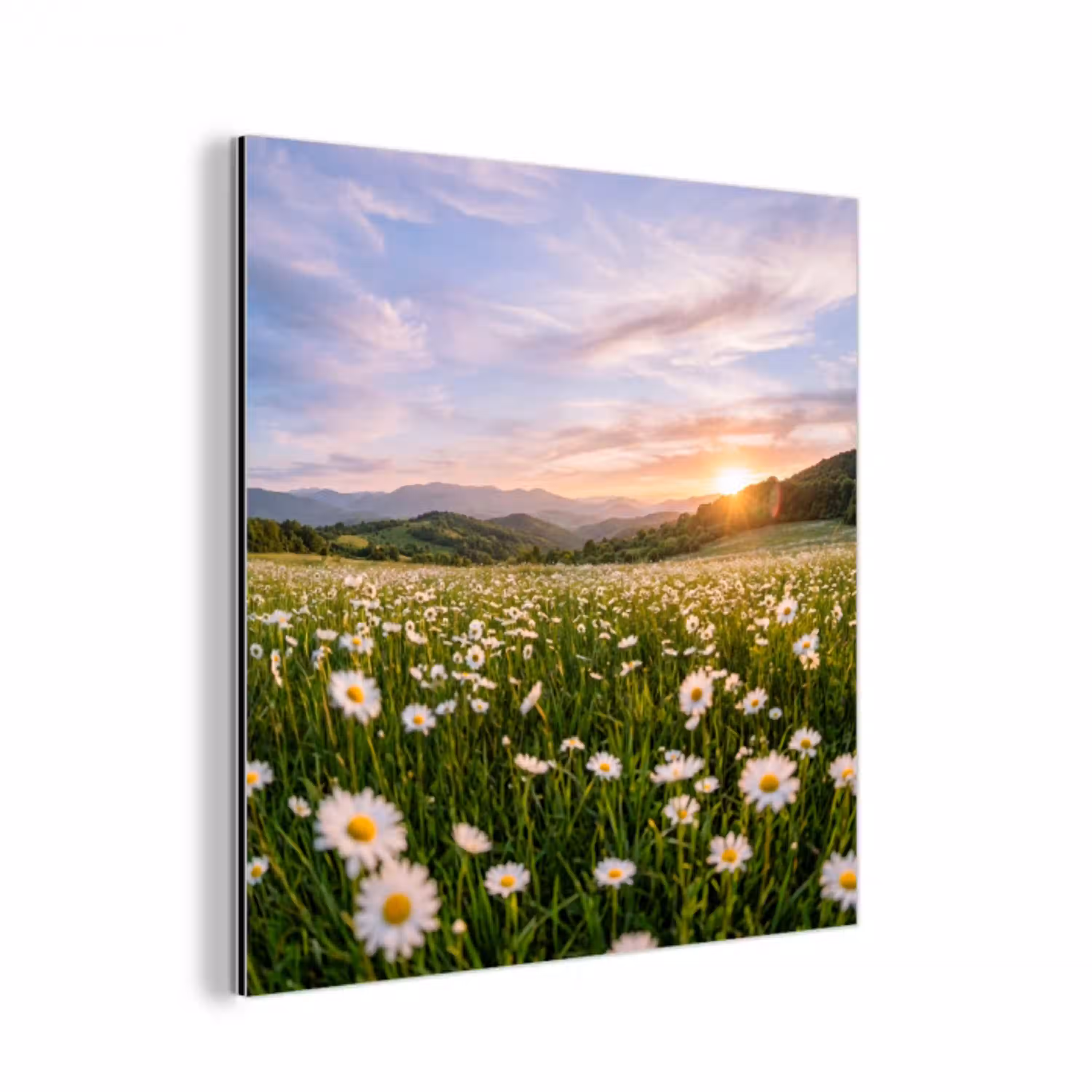 Madelief - Veld - Heuvels - Groen aluminium wit klein -3d
