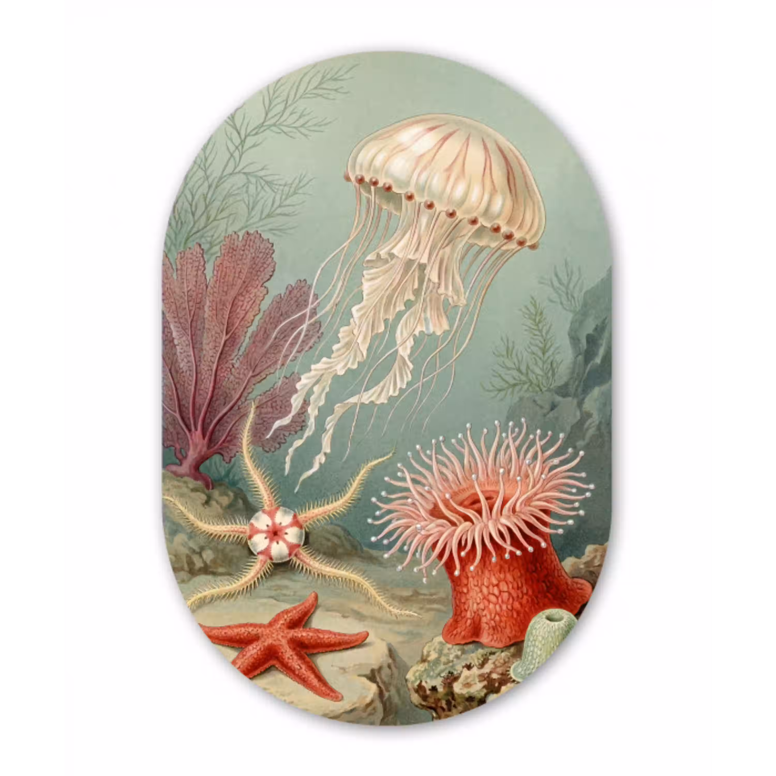 Zeeleven - Kwal - Onderwater - Illustratie - Beige Wandcirkel Ovaal Aluminium middel -3d