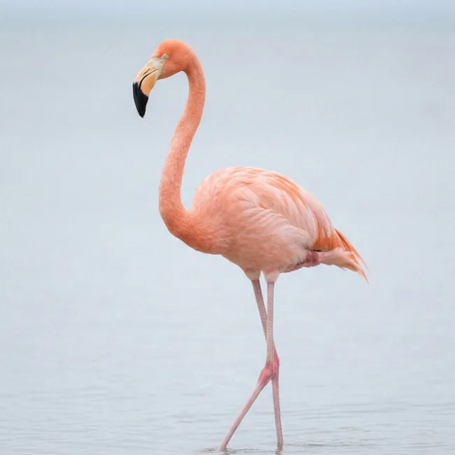 Behang - Flamingo - Zee - Roze