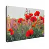 Klaproos - Bloemen - Rood - Paars - Weide Tuinposter op houten frame 2 cm dik klein -3d