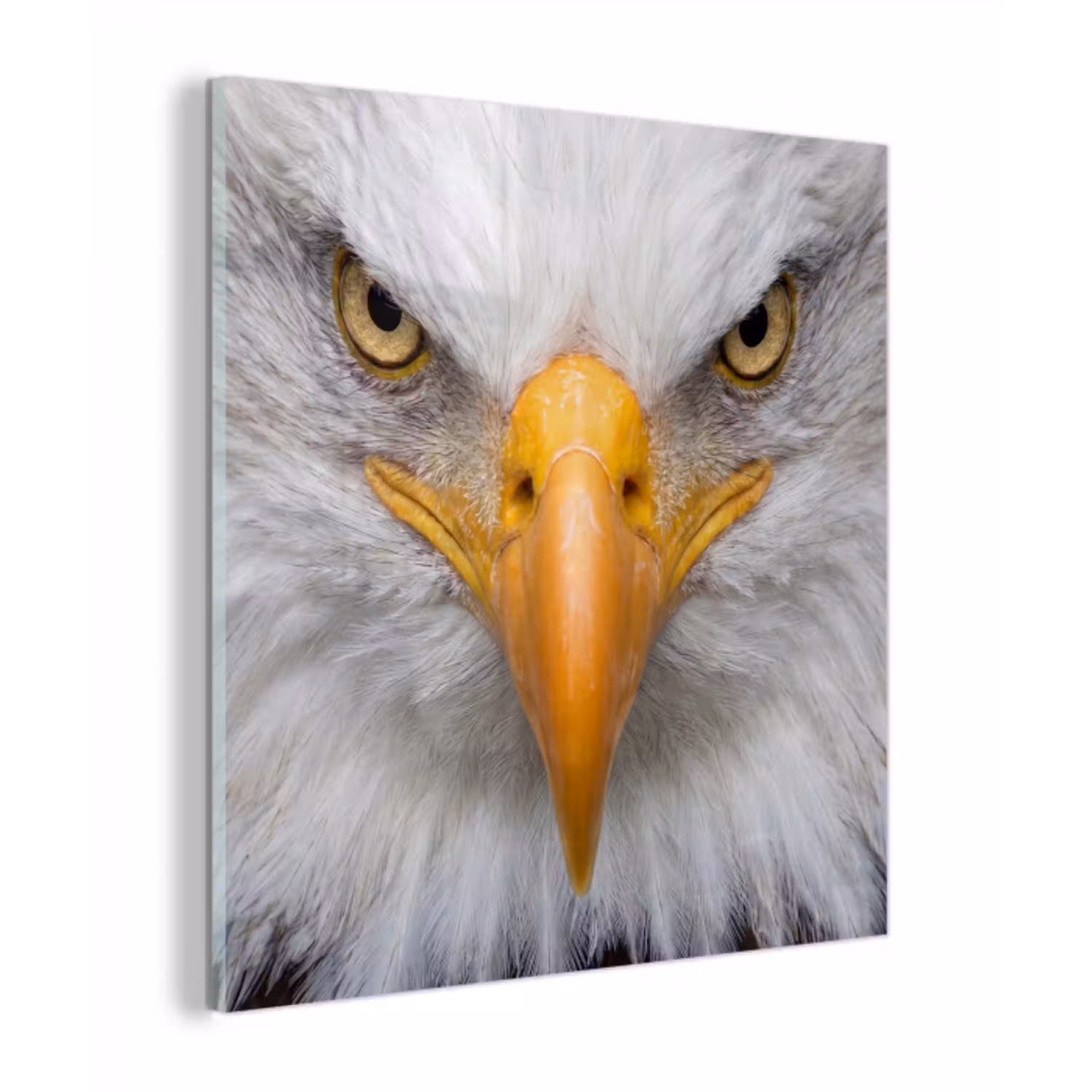 Amerikaans - Zeearend - Portret - Geel plexiglas 5mm klein -z3d