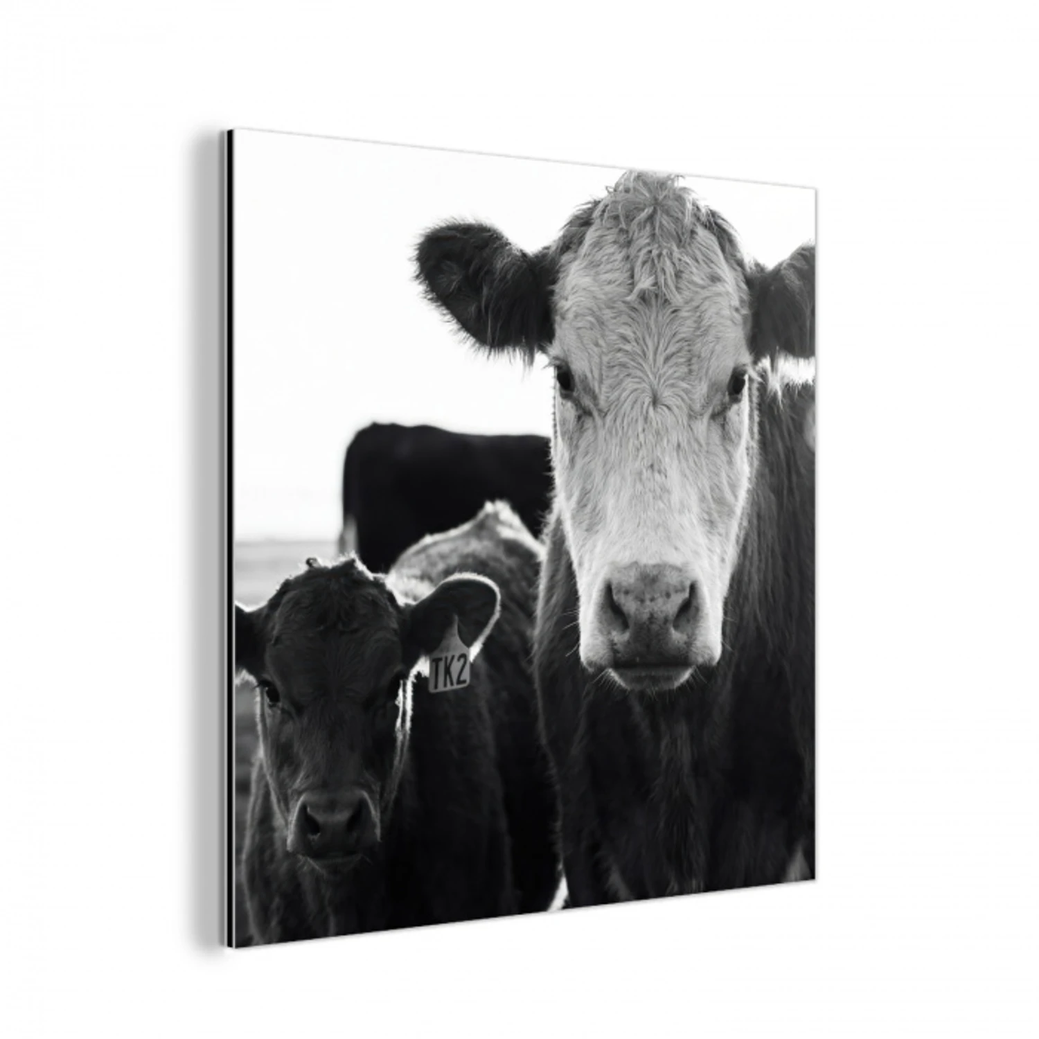 Koeien - Zwart - Wit aluminium wit klein -3d