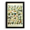 Fruit - Eten - Design - Vintage - Adolphe Millot fotolijst zwart zonder passe partout klein -3d