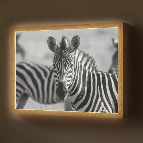 Zebra's - Zwart - Wit Light Box met batterij (Wandlamp) middel -z3d_website
