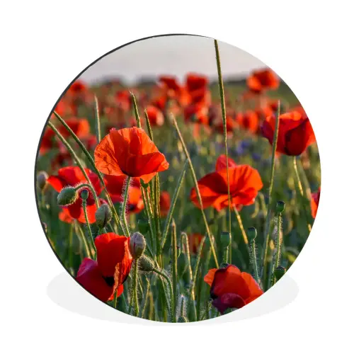 Bloemen - Klaprozen - Natuur - Rood Wandcirkel aluminium klein -3d