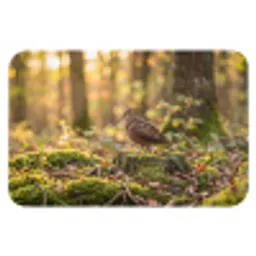Houtsnip - Bos - Bladeren - Herfst - Gecamoufleerd Badmat klein -3d