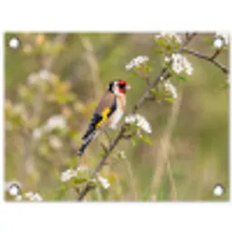 Putter - Bloesem - Lente - Natuur - Kleurrijk tuinposter los doek klein -3d