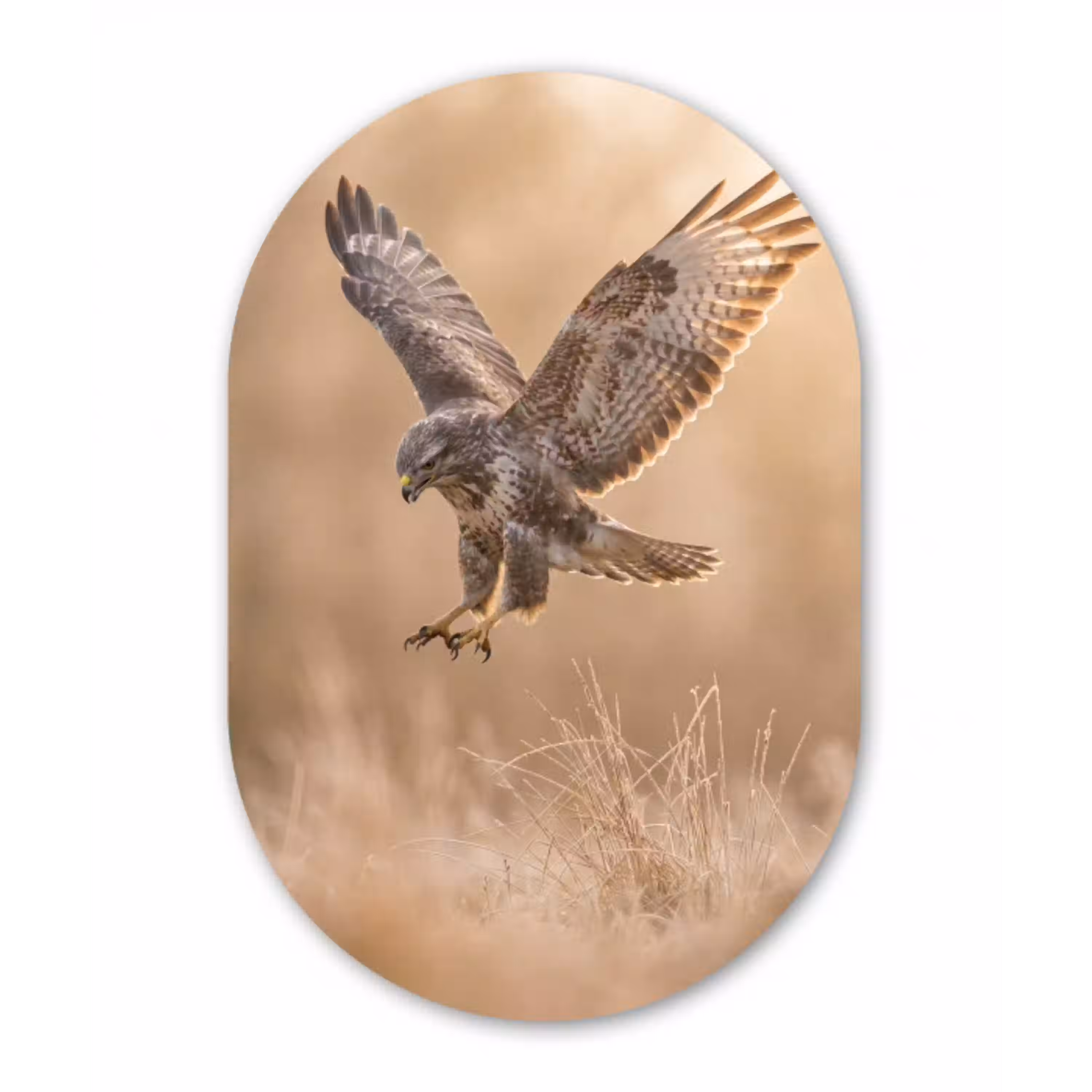 Buizerd - Roofvogel - Natuur - Bruin Wandcirkel Ovaal Aluminium middel -3d