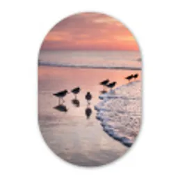 Meeuwen - Strand - Zee - Roze Wandcirkel Ovaal Aluminium middel -3d