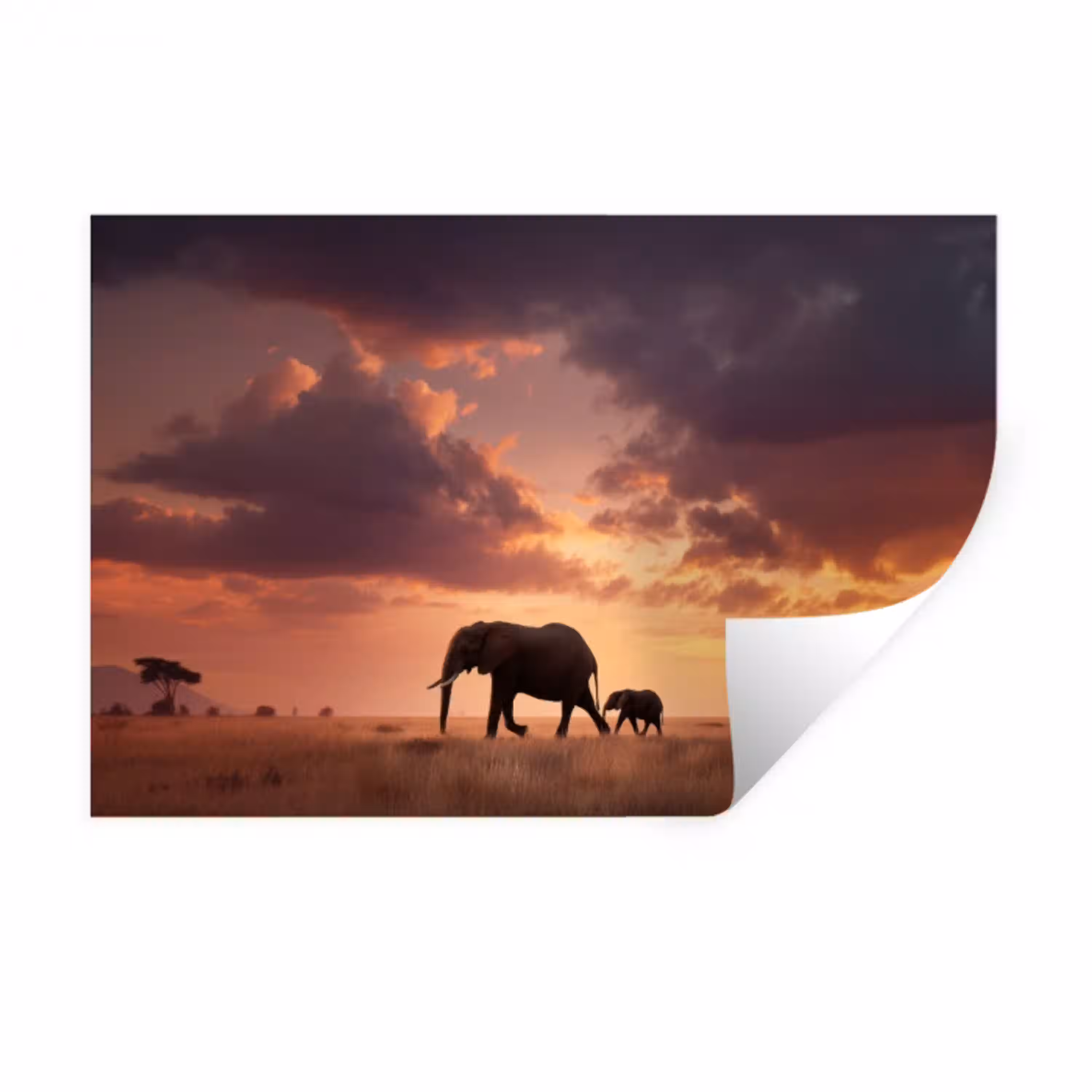 Olifanten - Grasland - Zonsondergang Muursticker klein -3d
