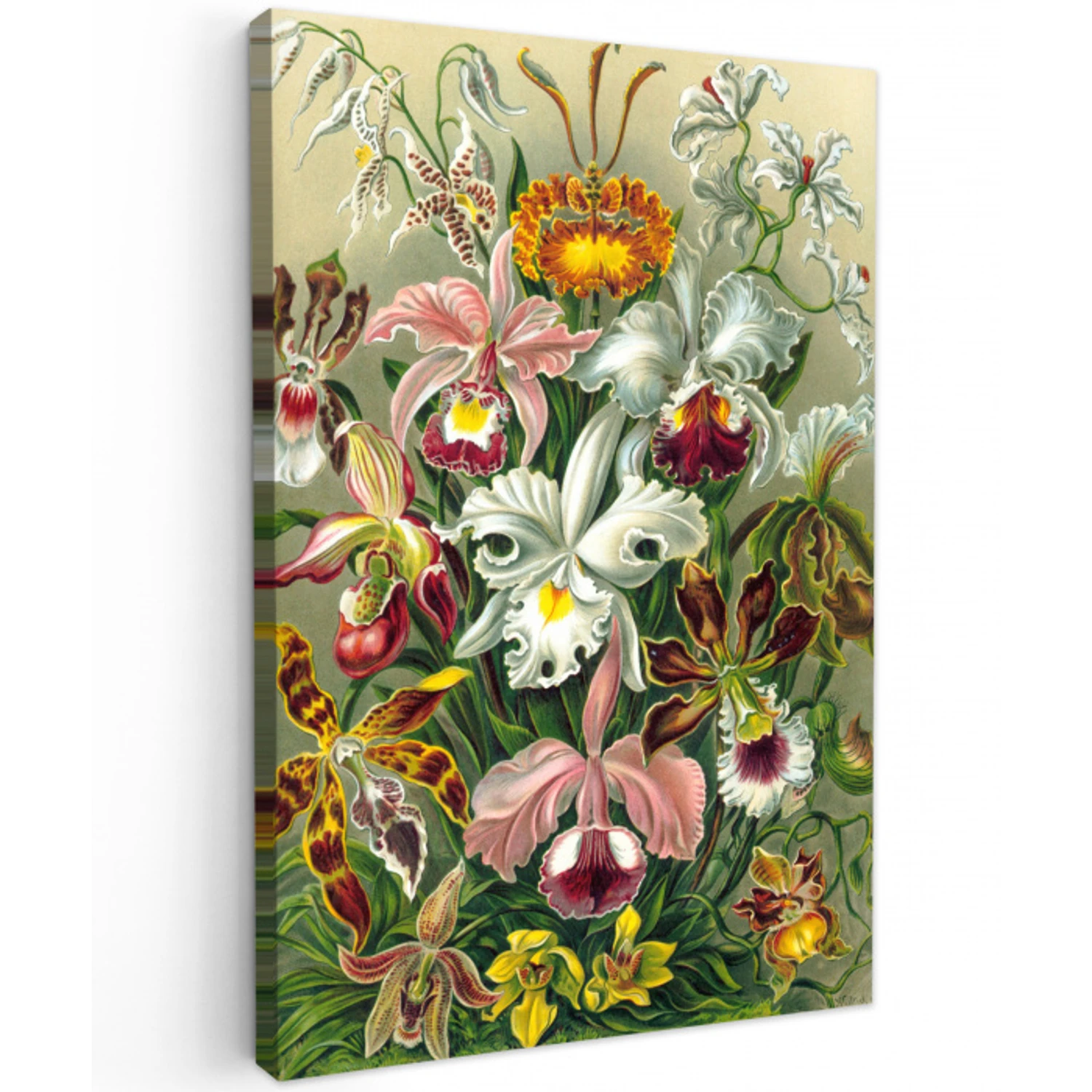 Planten - Natuur - Bloemen - Ernst Haeckel canvas 2cm klein -z3d
