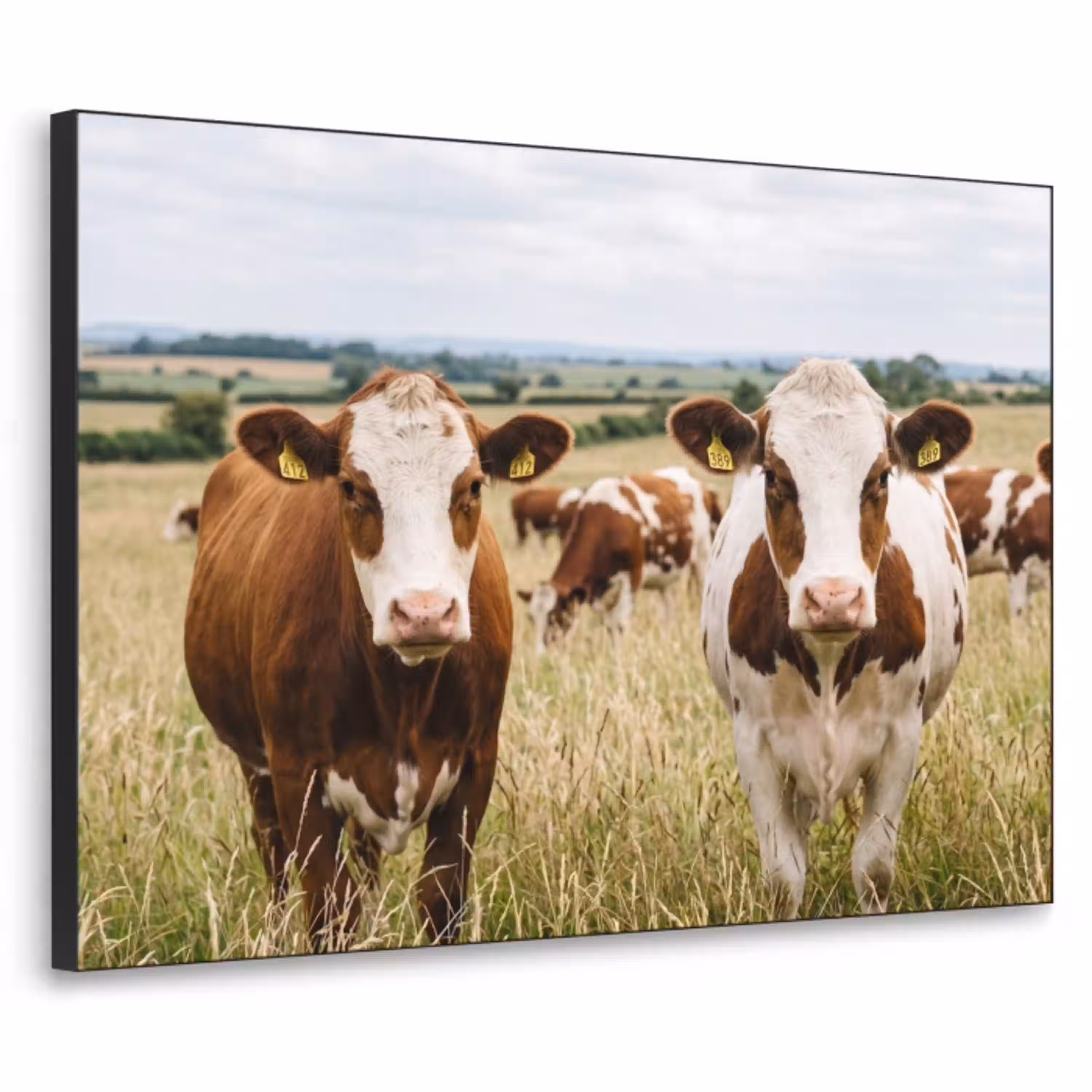 Koeien - Portret - Weide - Boerderij - Nieuwsgierig Textielframe zwart klein -3d