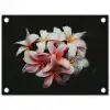 Bloemen - Roze - Zwart - Flora - Botanisch tuinposter los doek klein -3d