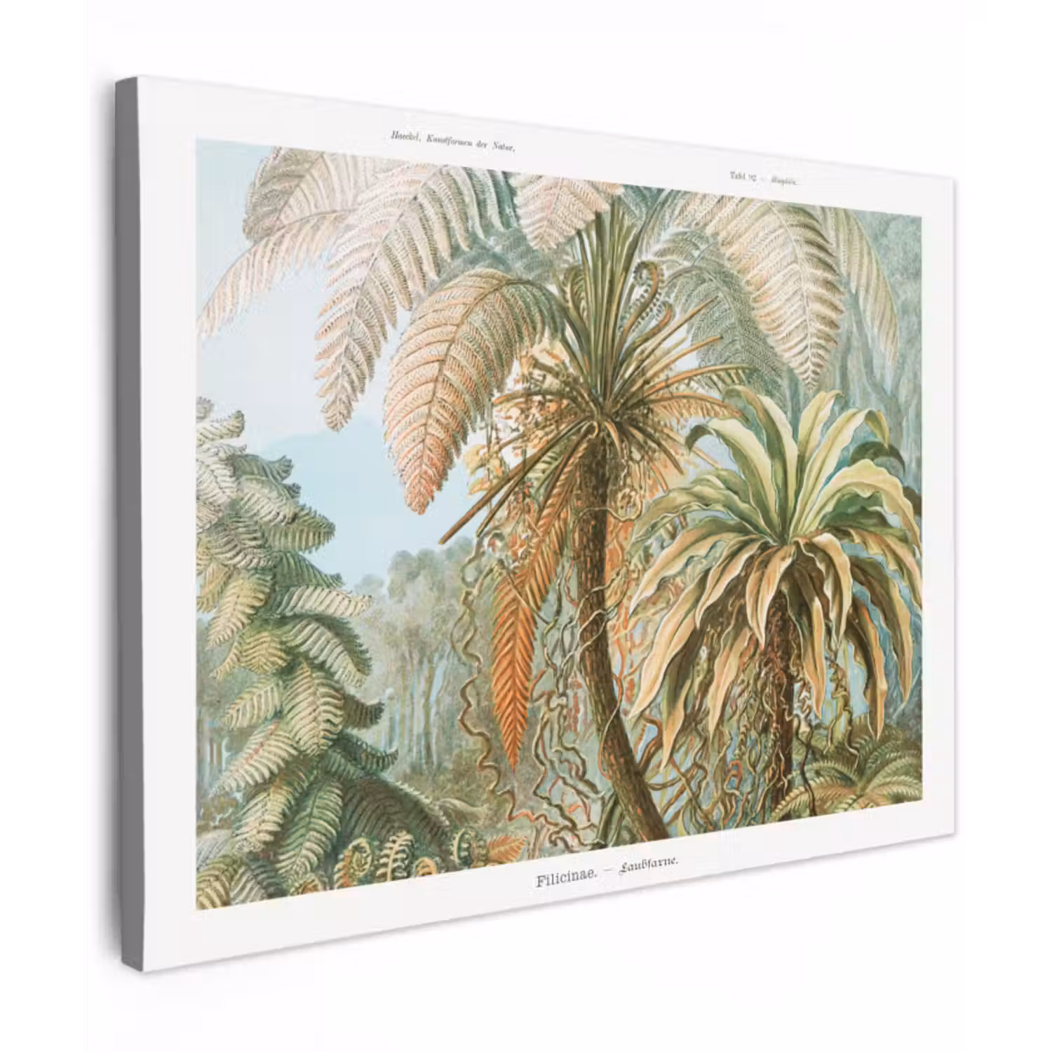 Canvas schilderij - Vintage - Oude meesters - Varens - Planten - Natuur