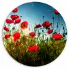 Klaprozen - Toscane - Zon - Rood - Blauw Wandcirkel kunststof plaat 5mm dik klein -3d