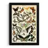 Adolphe Millot - Vlinder - Dieren - Insecten - Vintage fotolijst zwart zonder passe partout klein -3d